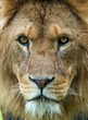 © Andrew - Male African Lion up close.