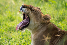 Close-up Of A Female Lioness Queen Relaxing And Yawning At Queen Elizabeth National Park, Uganda, Africa.