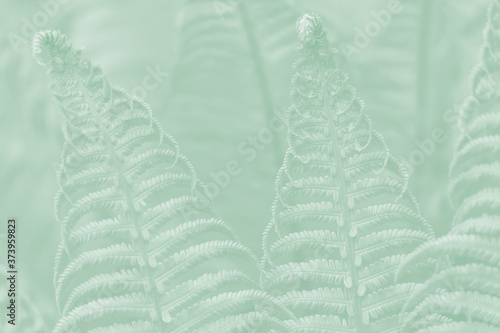 Light green fern leaves on a pale green background.