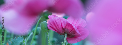 Panorama fresh beautiful pink poppies.