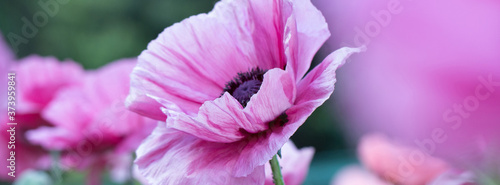 Panorama fresh beautiful pink poppies.