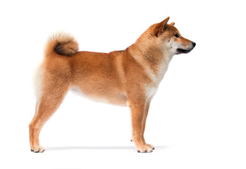 Sticker - Shiba Inu dog stands sideways on a white background