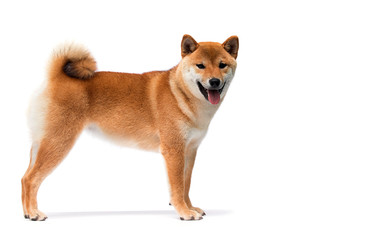 Sticker - Shiba Inu dog stands sideways on a white background