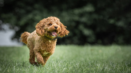 Glücklicher Pudel Cocker Spaniel rennt über eine Wiese