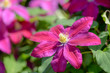 pink clematis flowers in the garden
