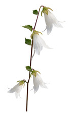 Wall Mural - white bellflower isolated on white