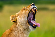 A Lioness Yawning