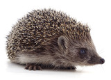 Fototapeta Zwierzęta - One little hedgehog.