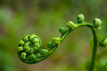 Nature's Spiral