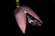 Long-tongued bat sucks nectar banana blossom black background