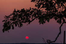 Dusky Pink And Purple Sunset With A Red Globe Sun And Oak Tree Branches In Silhouette.