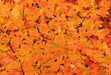 Colorful Symbol Of Autumn In New England. Vibrant Display Of Orange And Yellow Maple Leaves. Possible Seasonal Background Image.