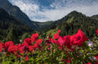 Ausblick vom Balkon durch rote Geranien auf die Berge der Alpen