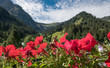 Ausblick vom Balkon durch rote Geranien auf die Berge der Alpen