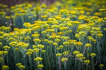 Immortelle yellow flowers closeup. Helichrysum arenarium or dwarf everlast flower.