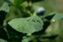 Green Leaves And Water Drops Photos, Macro Photography Stock Photos