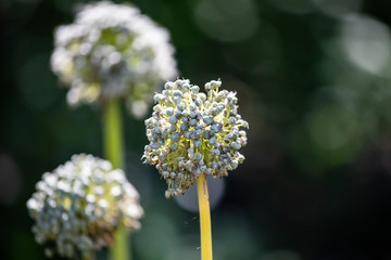 Wall Mural - Flowers on the arrows of an overripe onion.