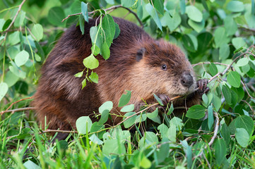 Wall Mural - adult beaver (castor canadensis) holds onto branch while chewing summer