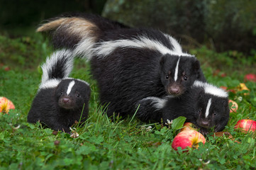 Wall Mural - striped skunk (mephitis mephitis) doe and two kits in apple strewn grass summer