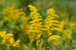 Macro art view of a yellow goldenrod (solidago) wildflowers blooming in a sunny North American prairie, with defocused background