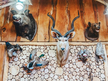 Wild Animal Heads And Stuffed Wild Birds Hang On Wooden Wall. Hunting Trophies