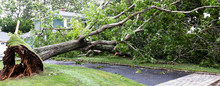 Horizontal View Of Tree That Fell Over Driveway And Wires During A Tropial Storm