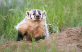 Fototapeta Mapy - Badger young