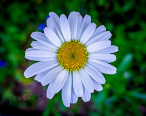 white daisy in the garden