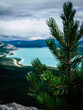 © Joshua - Abraham Lake Tree