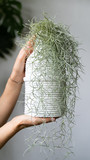 Fototapeta  - Woman hands holding a Spanish moss (Tillandsia usneoides) in white ceramic vase in home garden. 