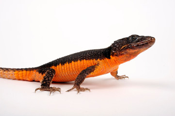 Wall Mural - Warren's girdled lizard / Gorongosa-Gürtelschweif, Warrens Gürtelschweif (Smaug warreni)