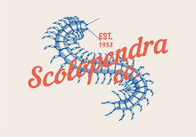 Insect Logo. Vintage Scolopendra Label For Bar Or Tattoo Studio. Emblems Badges, T-shirt Typography. Engraved Vector Illustration.