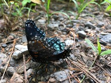 Red-Spotted Purple Admiral Butterfly - Willis, VA