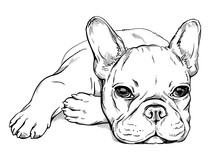 Cute French Bulldog Sketch. Vector Illustration