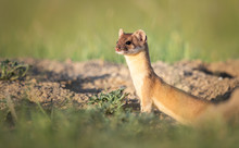 Long Tailed Weasel In The Canadian Prairies