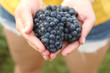 © PeterPike - Ripe grapes in the hands of a young girl in short denim shorts in the vineyard