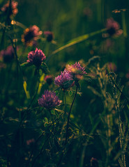 Summer flowers