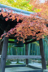 Poster - The fall foliage in Kyoto is especially beautiful.