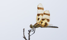 Halloween Pennant Dragonfly On A Branch