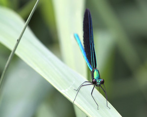 Ebony Jewelwing Damselfly on a leaf