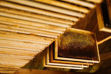 Close-up of wooden honeycomb frames hanging on a shelf in bee house. Sun rays gently illuminate shelves in beehouse.