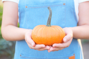 Wall Mural - gardener holding home grown organic pumpkin. clean food. healthy product.