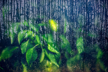 Wall Mural - Beautiful plant visible from the rainy wet window-perfect for wallpaper or background