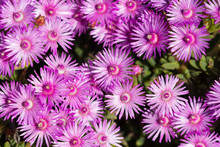 Closeup Of Wild Spring Flowers Or Vygies During Seasonal Display In The Western Cape Or Cape Province, South Africa