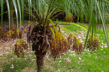 Palmeira Fênix com monte de sementes no bosque