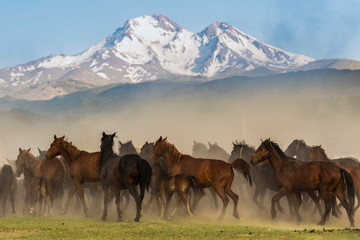 Wall Mural - herd of horses on the mountain