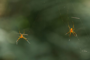spider on the web