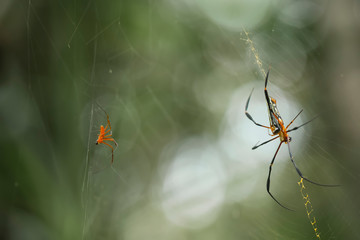 spider on a web