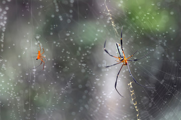 spider on web