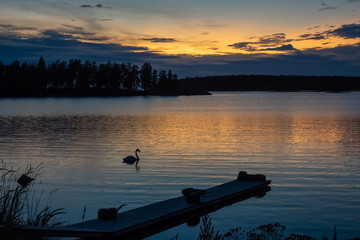 Wall Mural - Swans swiming at sea during sunset